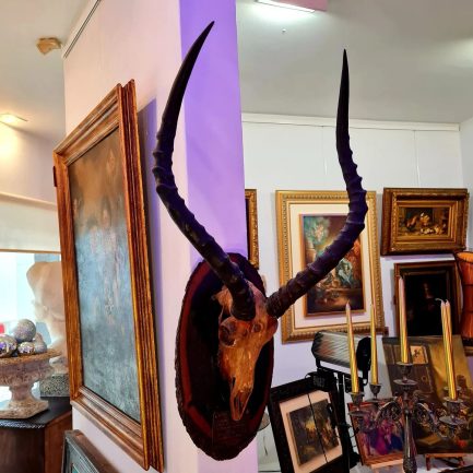 🦌 IMPALA SKULL: A HISTORIC AND AWARD-WINNING PIECE 🦌